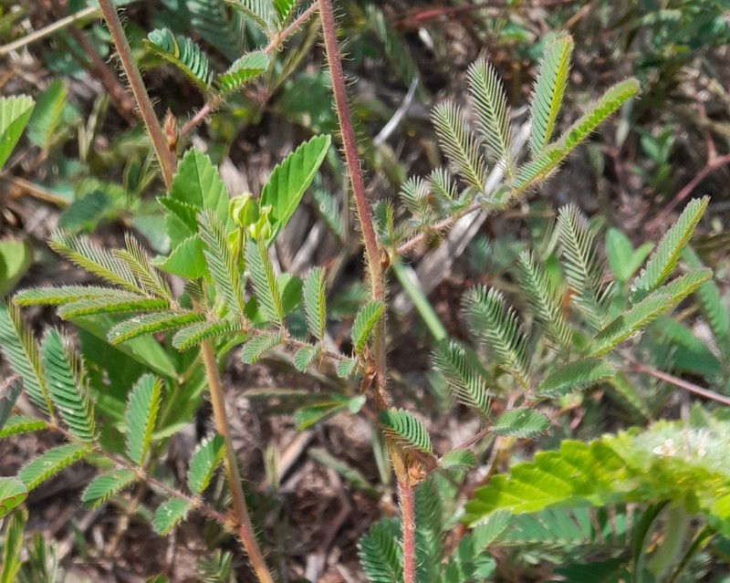 Mimosa camporum photo 5