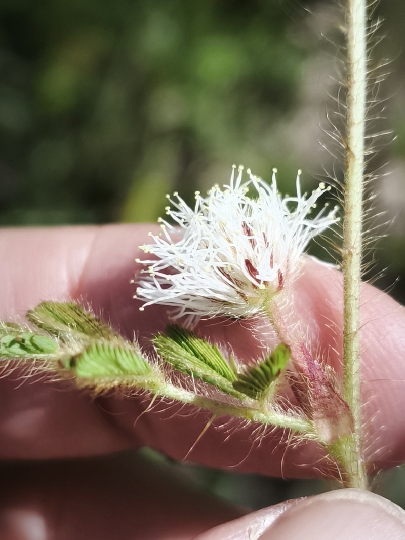 Mimosa camporum photo 6