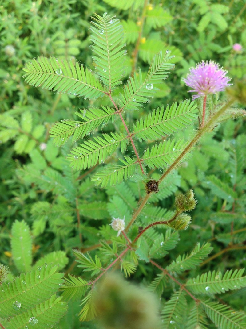 Mimosa camporum photo 7