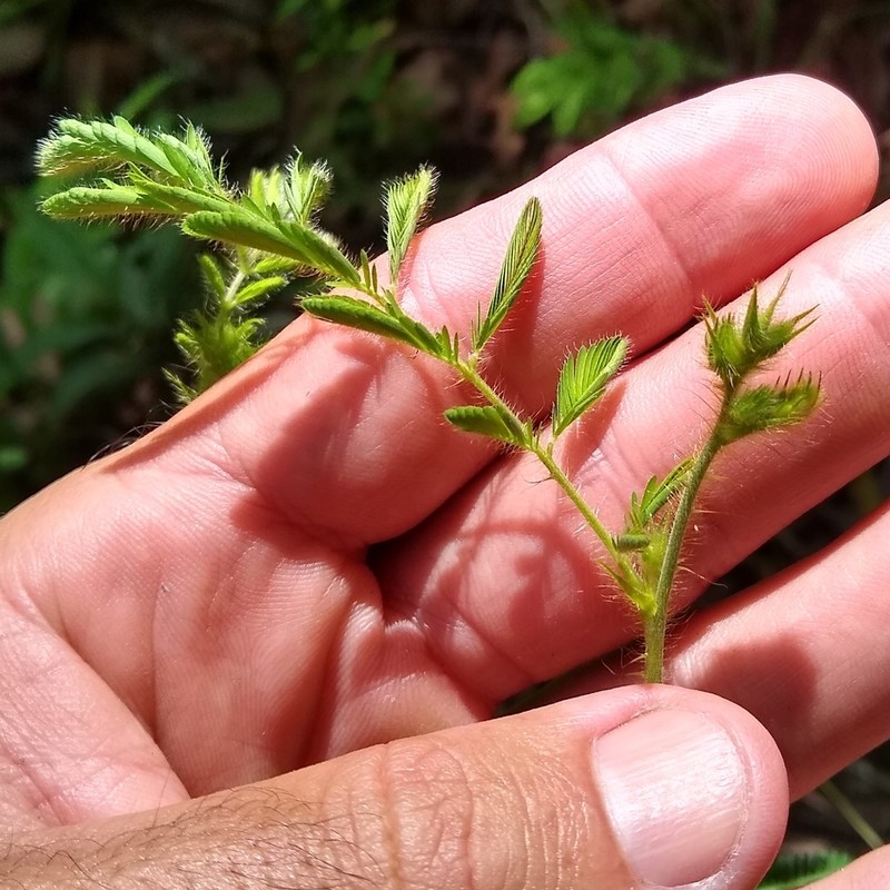 Mimosa camporum photo 8