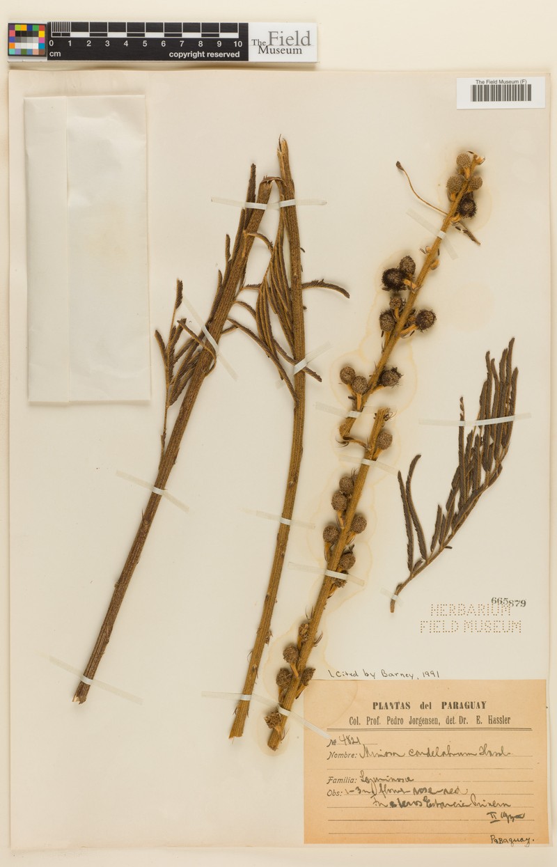 Mimosa candelabrum