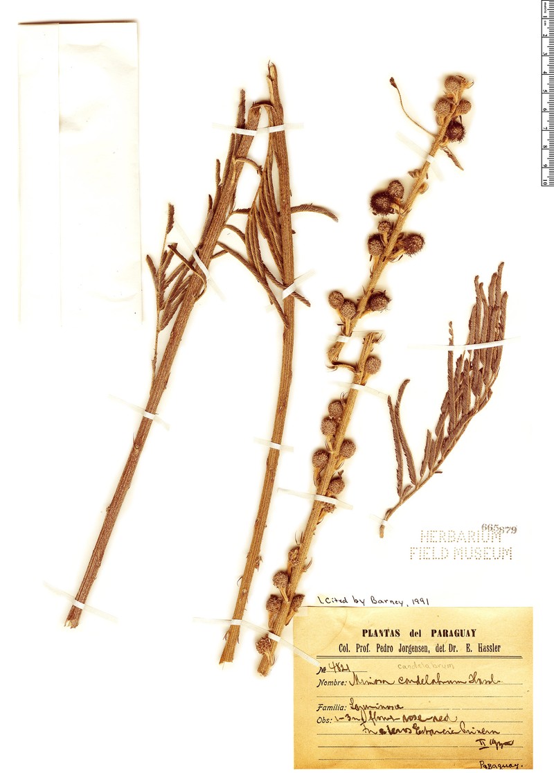 Mimosa candelabrum photo 2