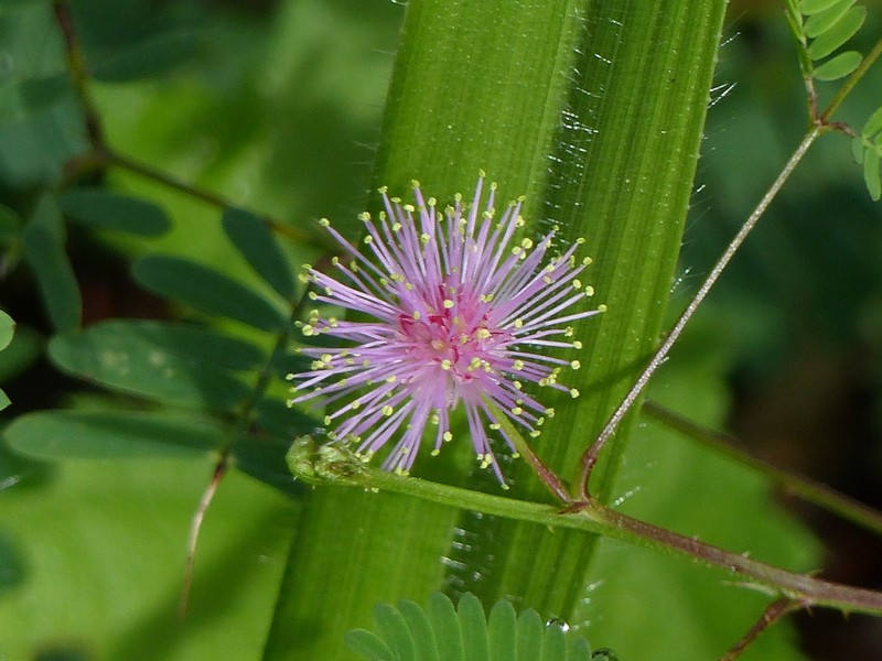 Mimosa candollei