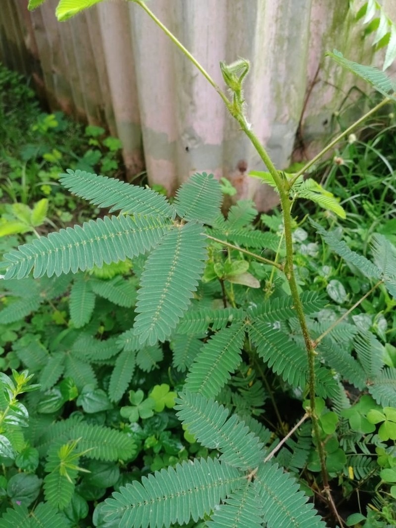 Mimosa candollei photo 3