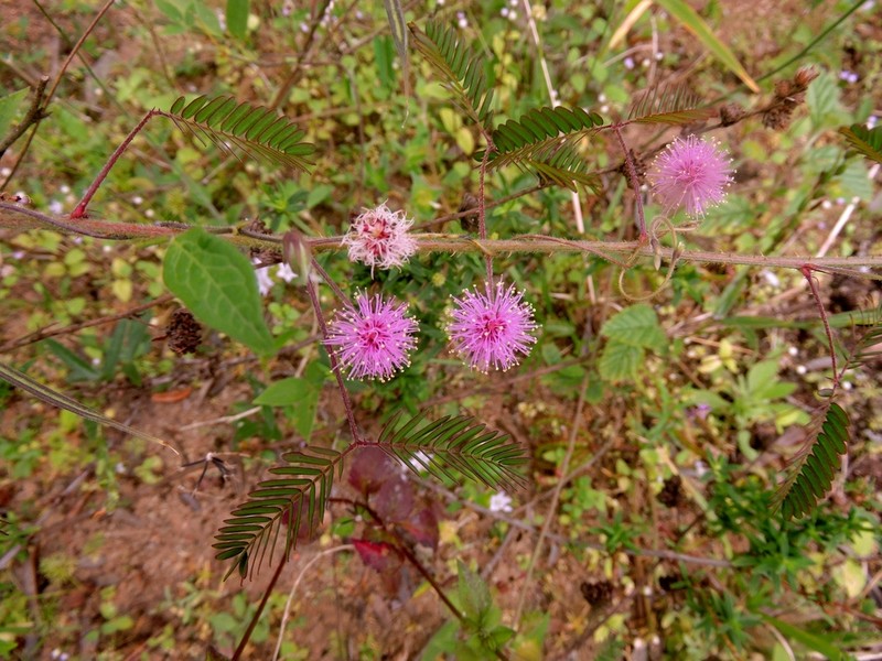 Mimosa candollei photo 6