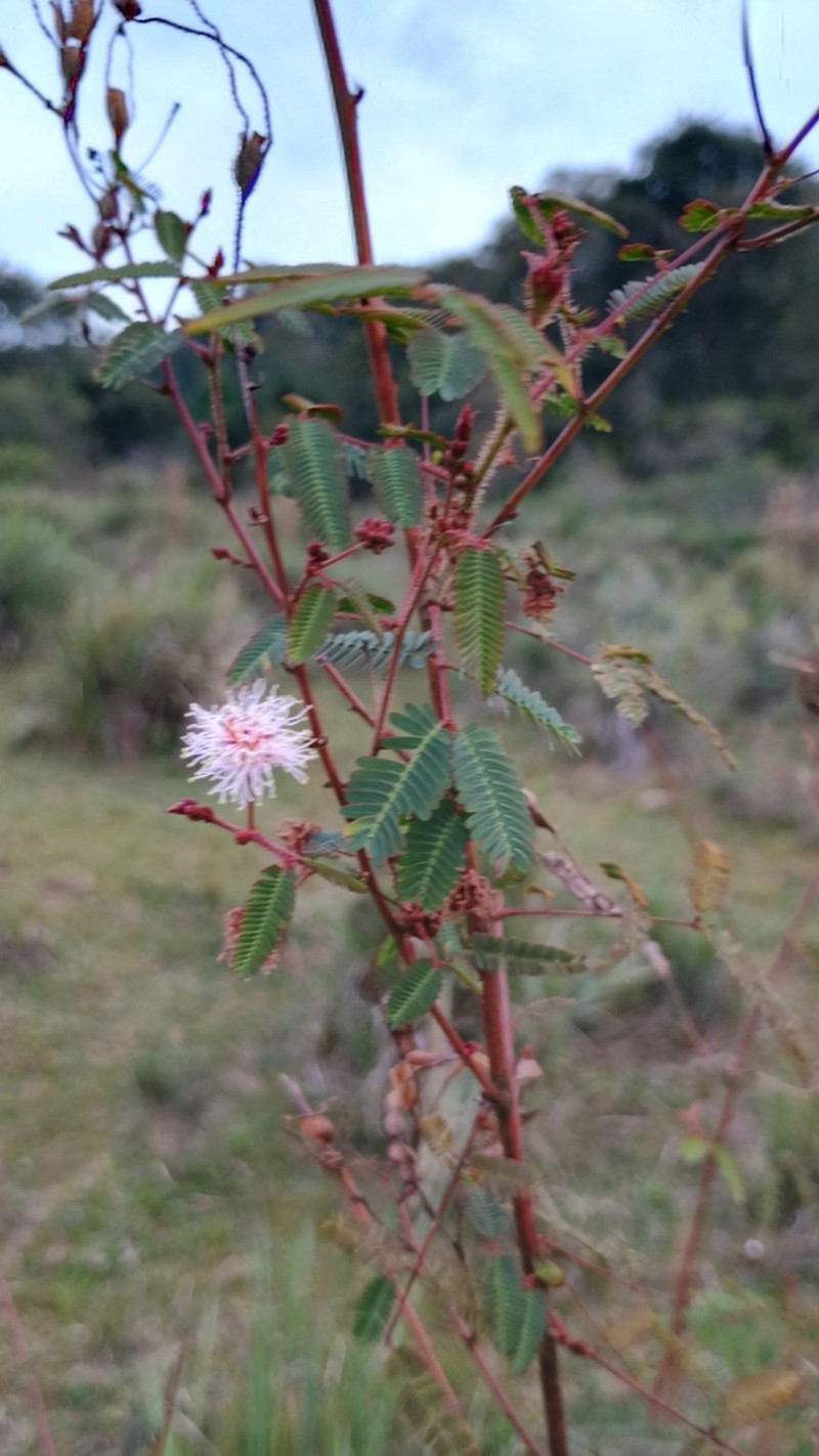 Mimosa candollei photo 7