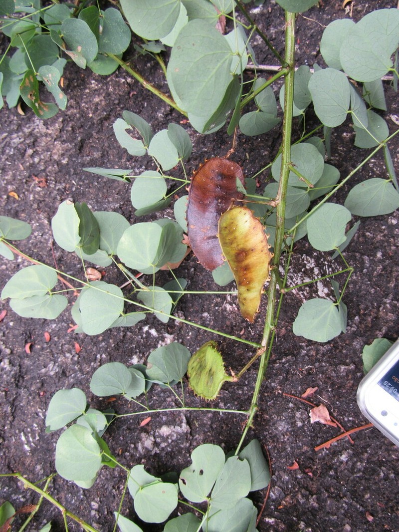 Mimosa carvalhoi