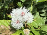 Graceful Mimosa