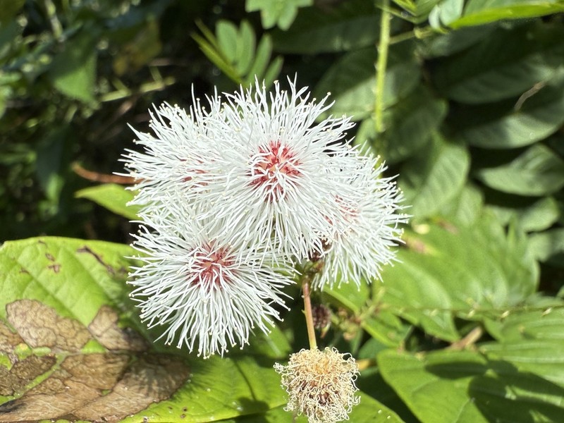 Graceful Mimosa