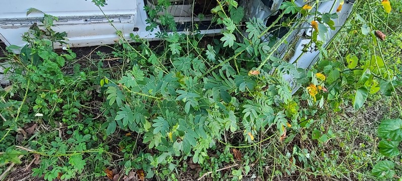 Graceful Mimosa photo 8