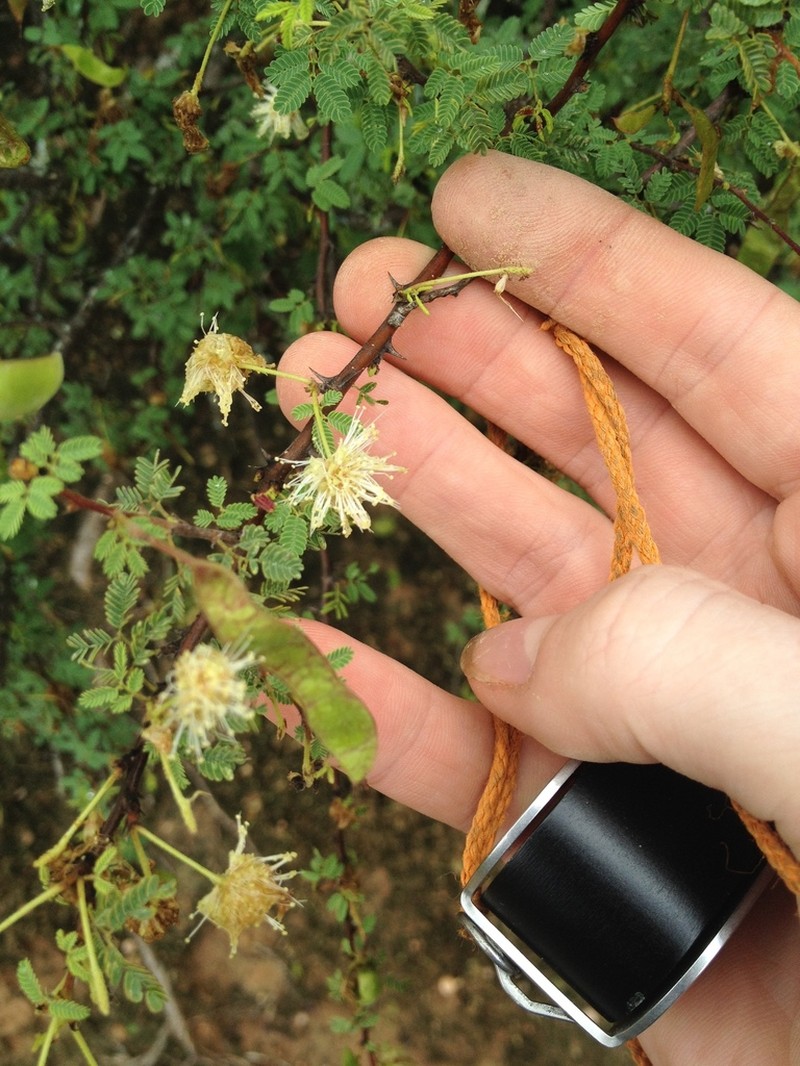 Mimosa castanoclada