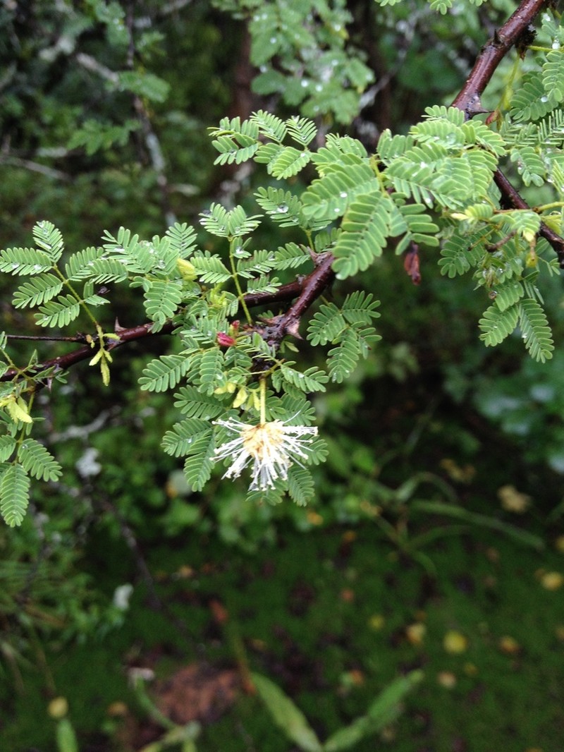 Mimosa castanoclada photo 2