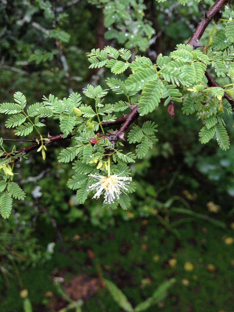 Mimosa castanoclada photo 4