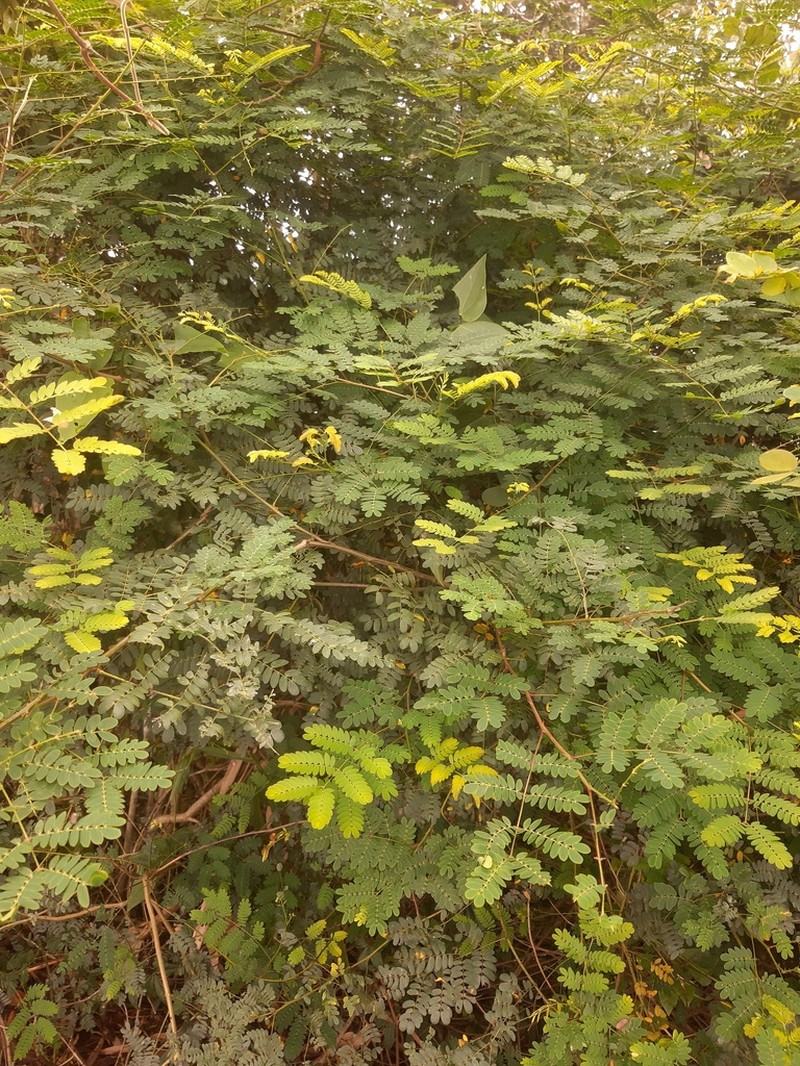 Mimosa catharinensis