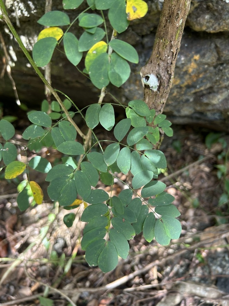 Black Ambret photo 3
