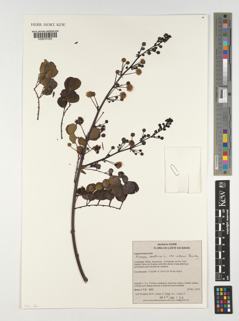 Mimosa ceratonia var. interior