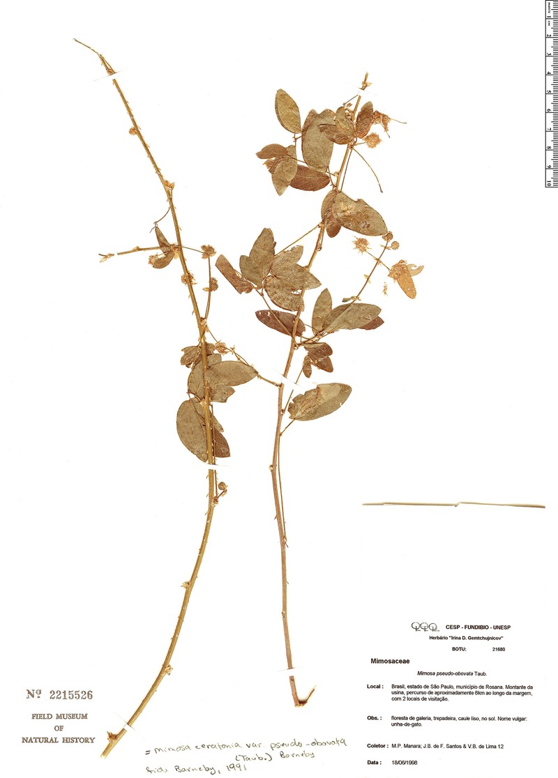 Mimosa ceratonia var. pseudo-obovata