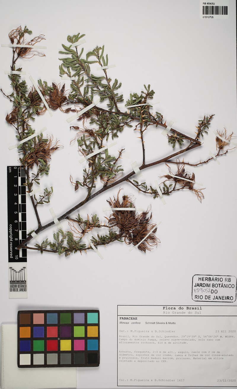 Mimosa cerifera