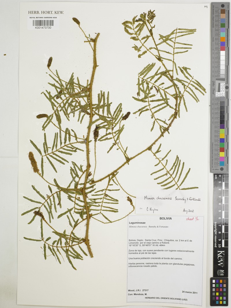 Mimosa chacoensis photo 3