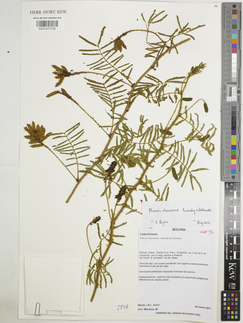 Mimosa chacoensis photo 4