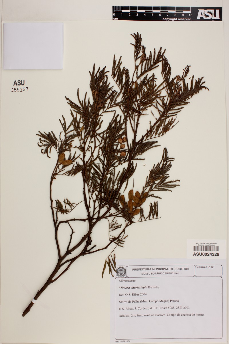 Mimosa chartostegia
