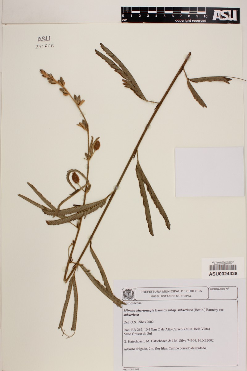Mimosa chartostegia photo 2