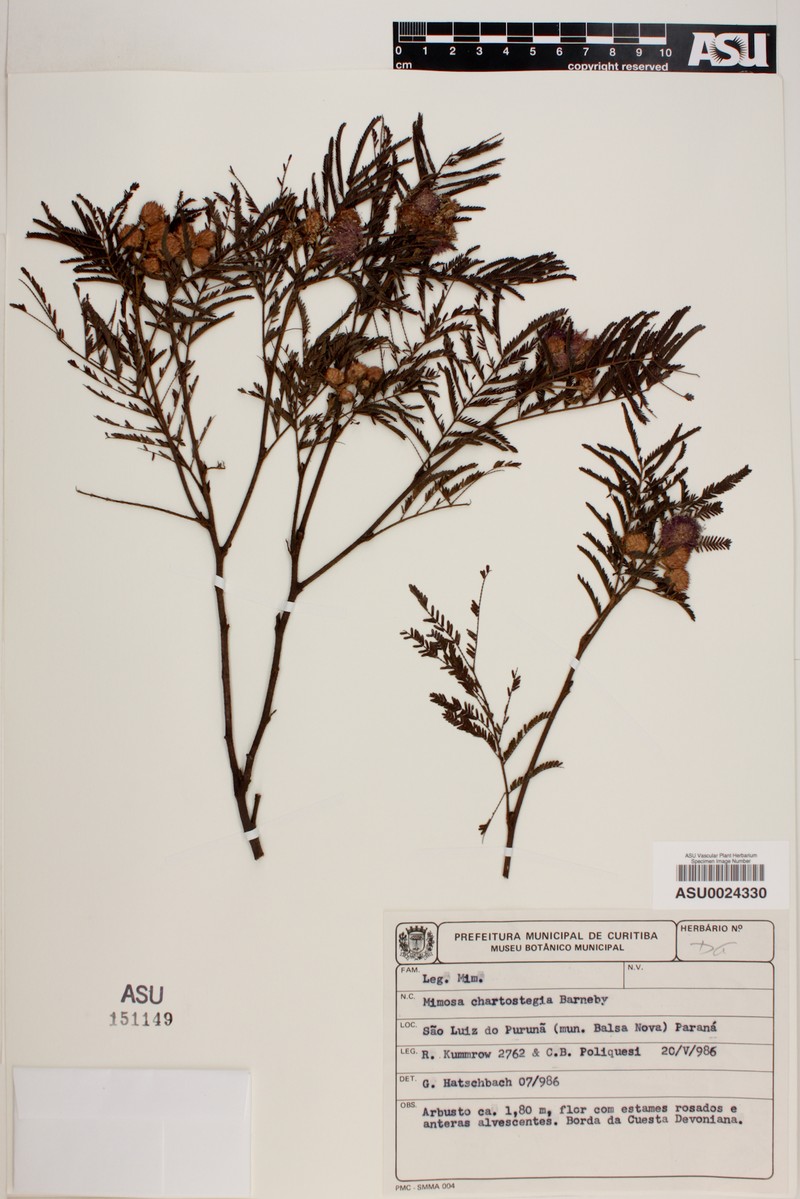 Mimosa chartostegia photo 3