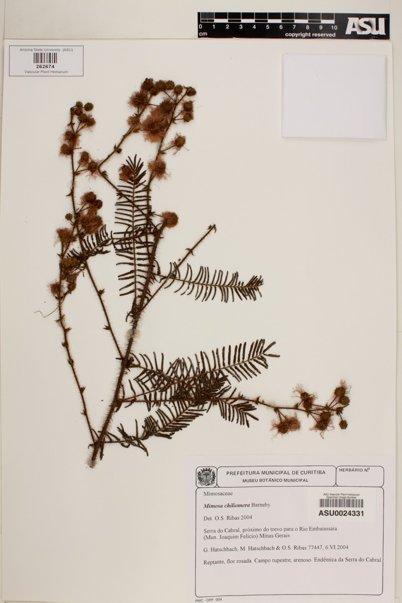 Mimosa chiliomera photo 2