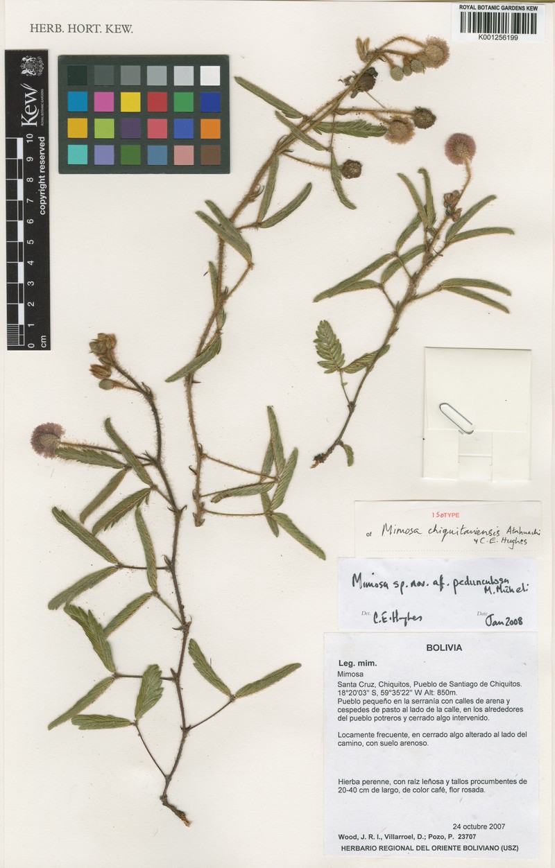 Mimosa chiquitaniensis