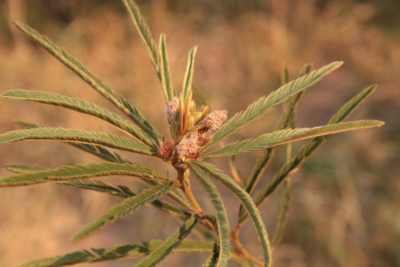 Mimosa chochisensis