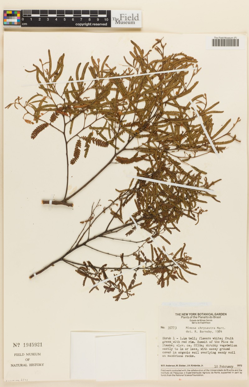 Mimosa chrysastra