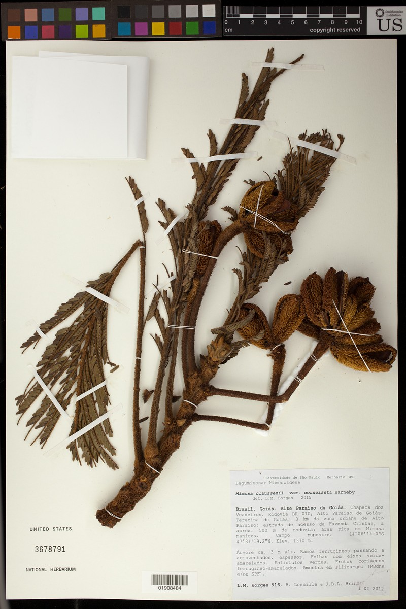 Mimosa claussenii var. corneiseta