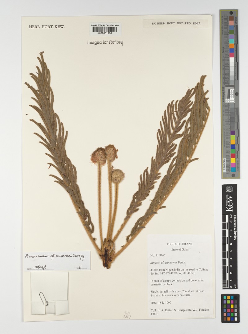 Mimosa claussenii var. corneiseta photo 2