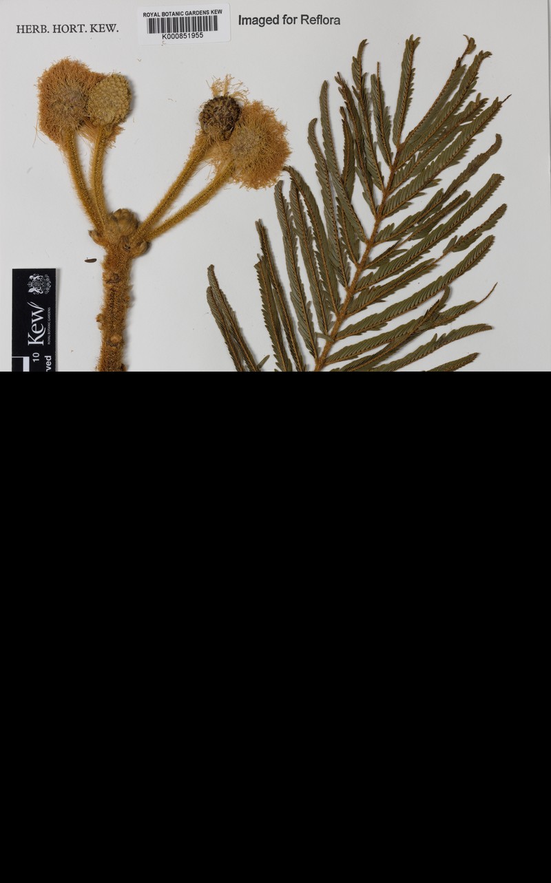 Mimosa claussenii var. corneiseta photo 3