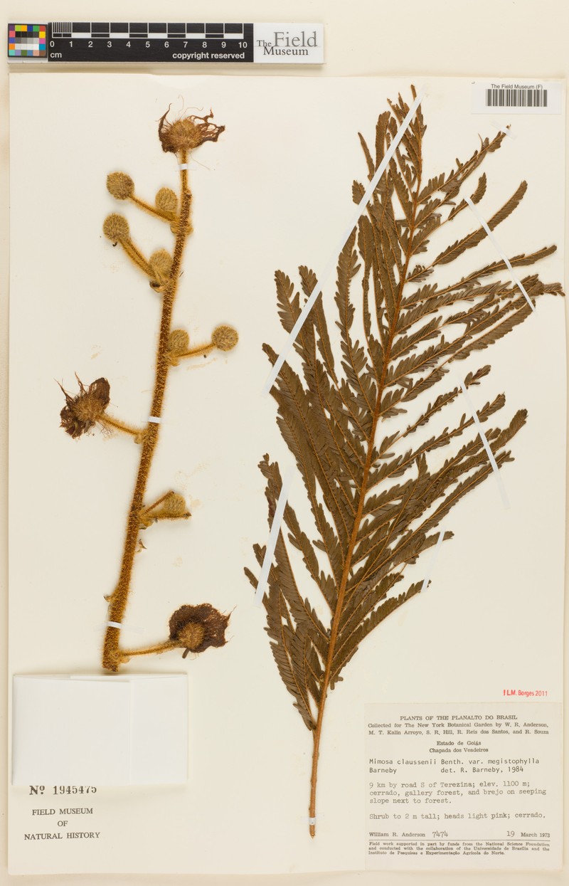 Mimosa claussenii var. megistophylla