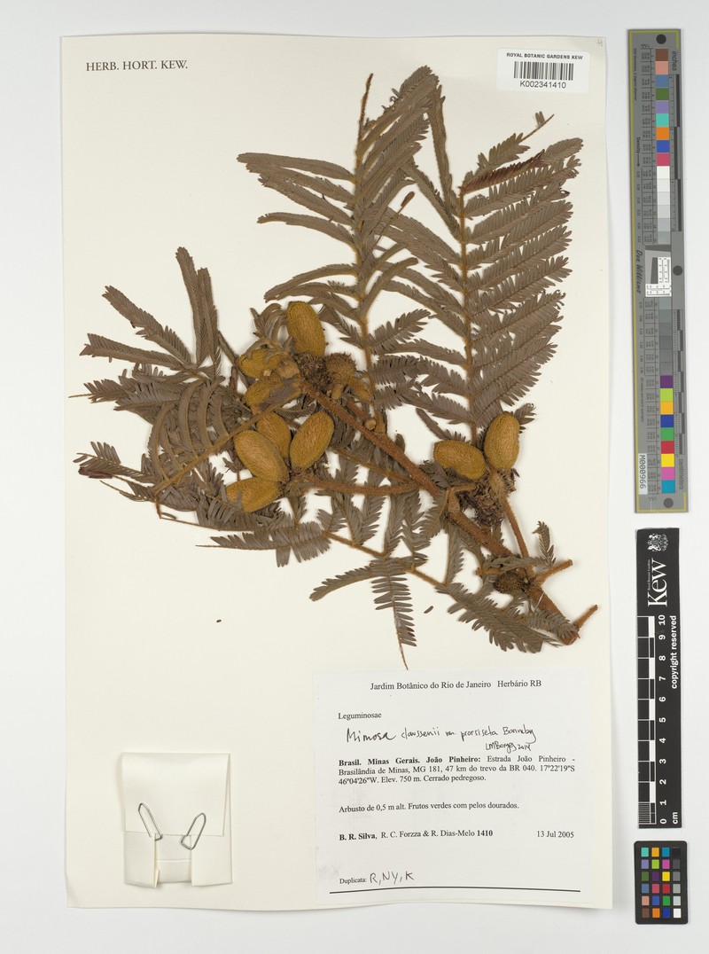 Mimosa claussenii var. prorsiseta