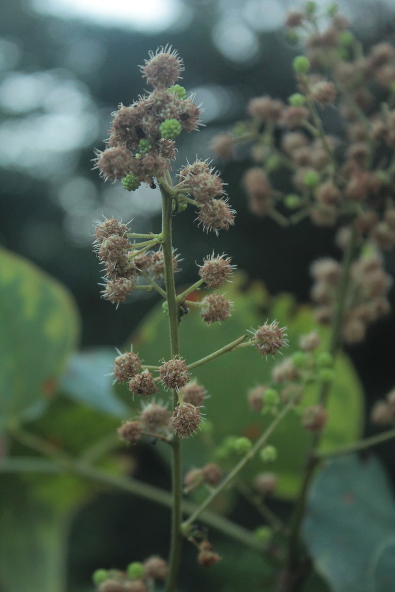 Mimosa colombiana