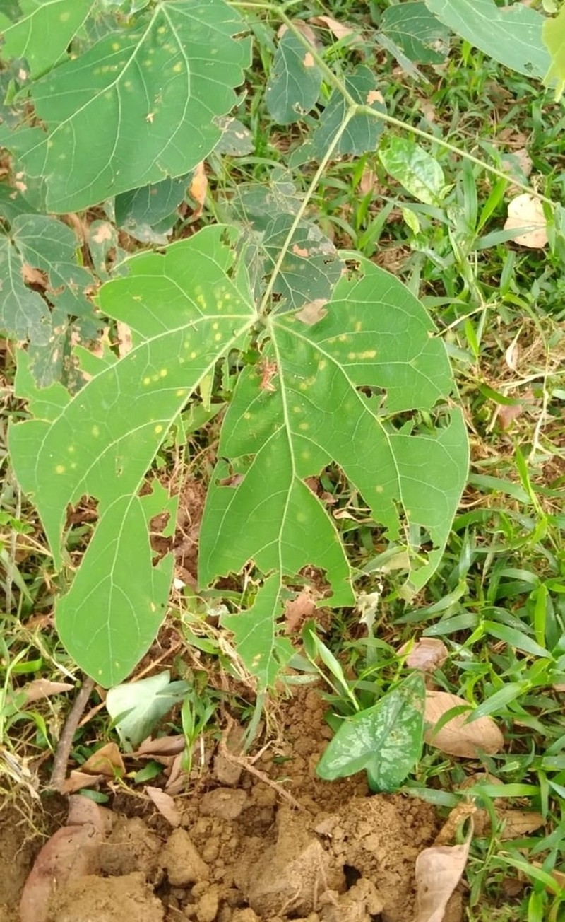 Mimosa colombiana photo 6