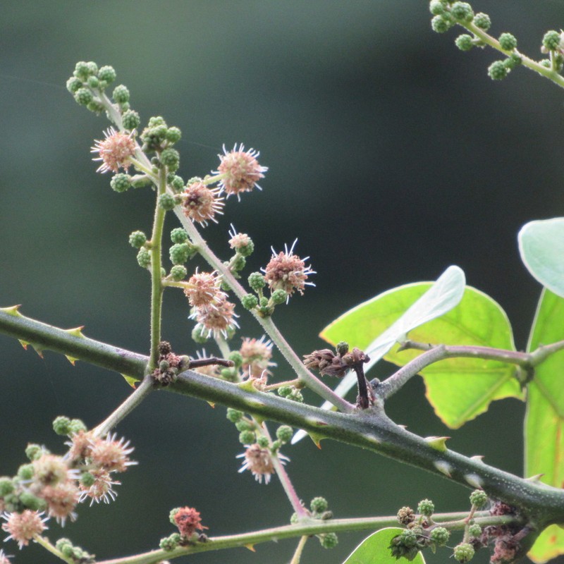 Mimosa colombiana photo 8