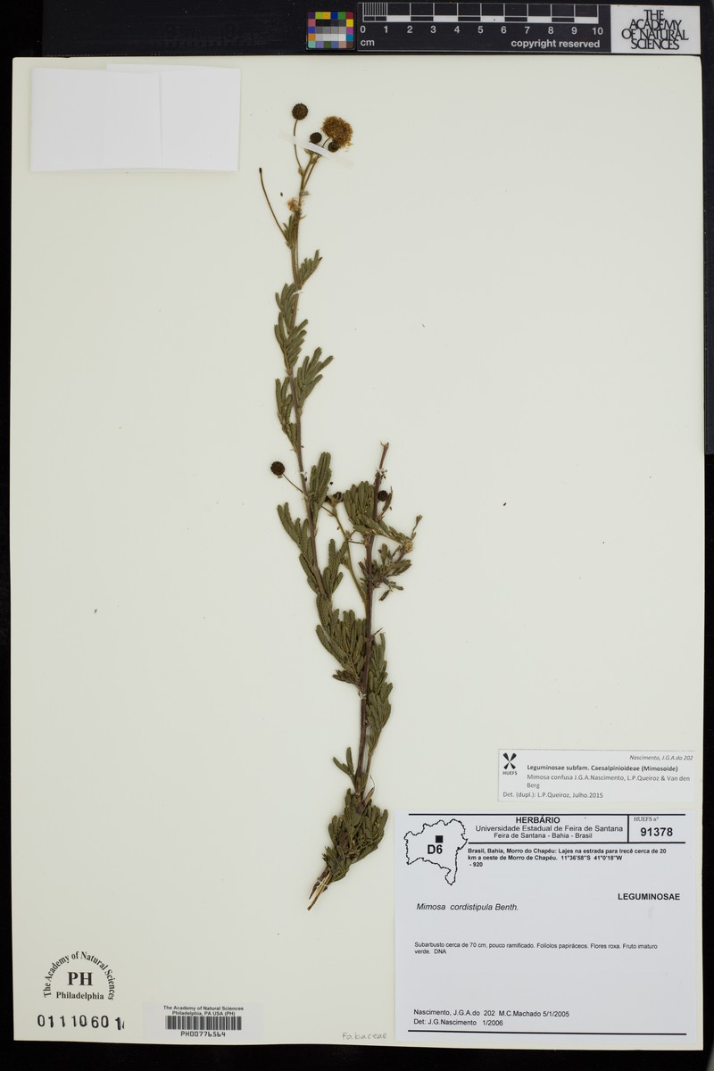 Mimosa confusa