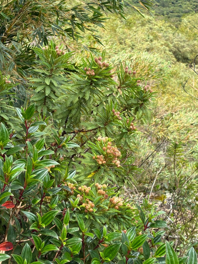Mimosa congestifolia