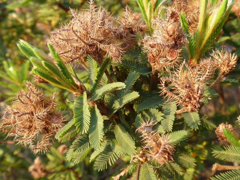 Mimosa congestifolia photo 2