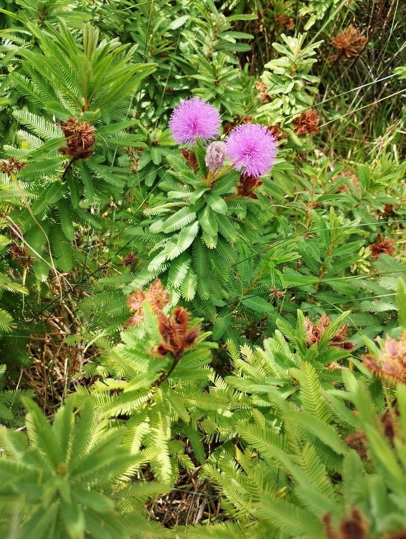 Mimosa congestifolia photo 3