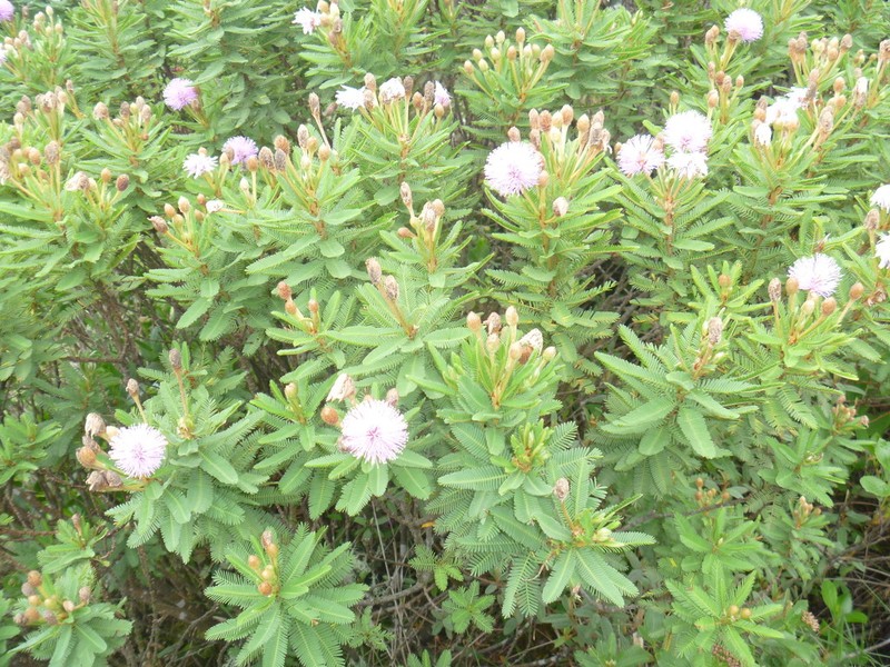 Mimosa congestifolia photo 4