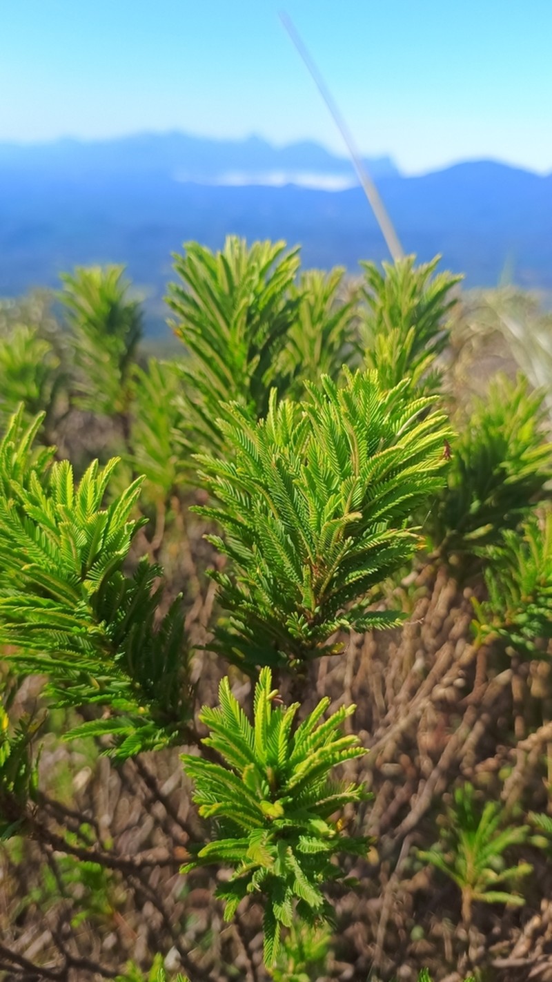 Mimosa congestifolia photo 5
