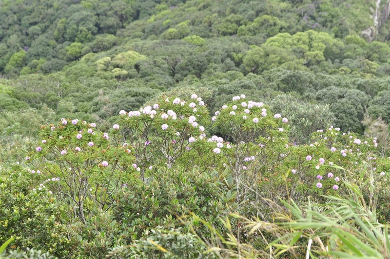 Mimosa congestifolia photo 6