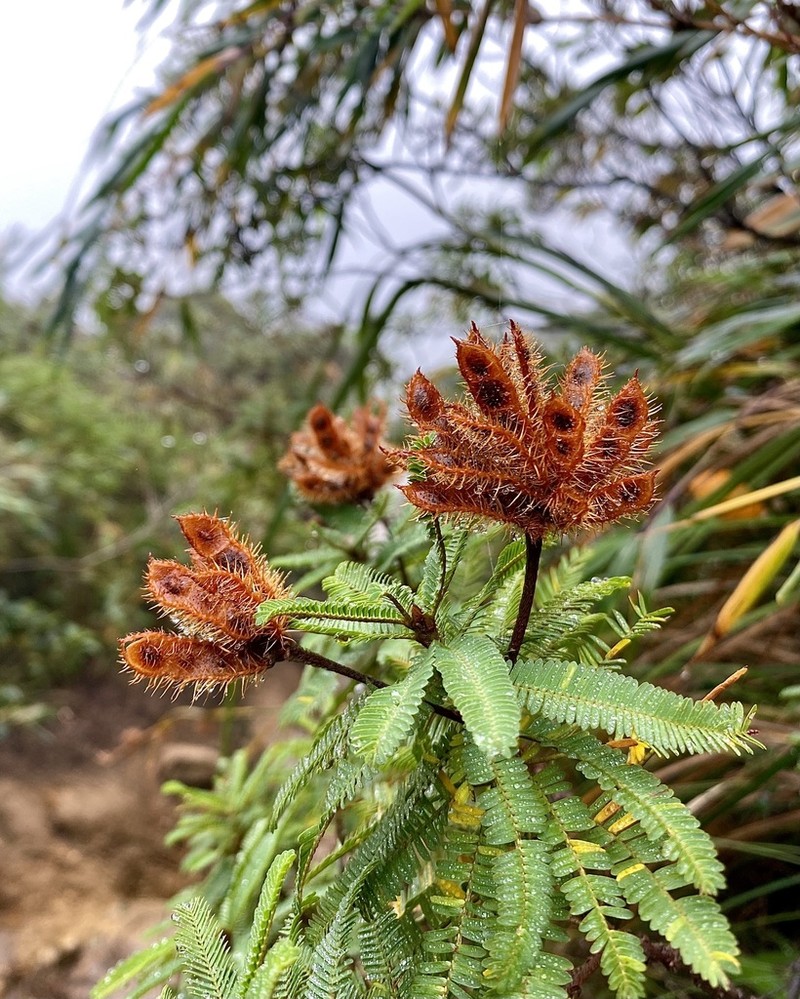 Mimosa congestifolia photo 7