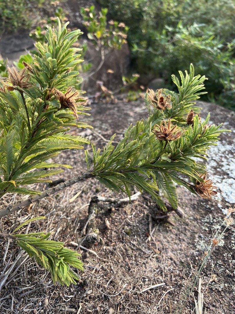 Mimosa congestifolia photo 8