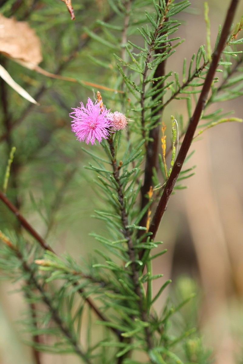 Mimosa coniflora