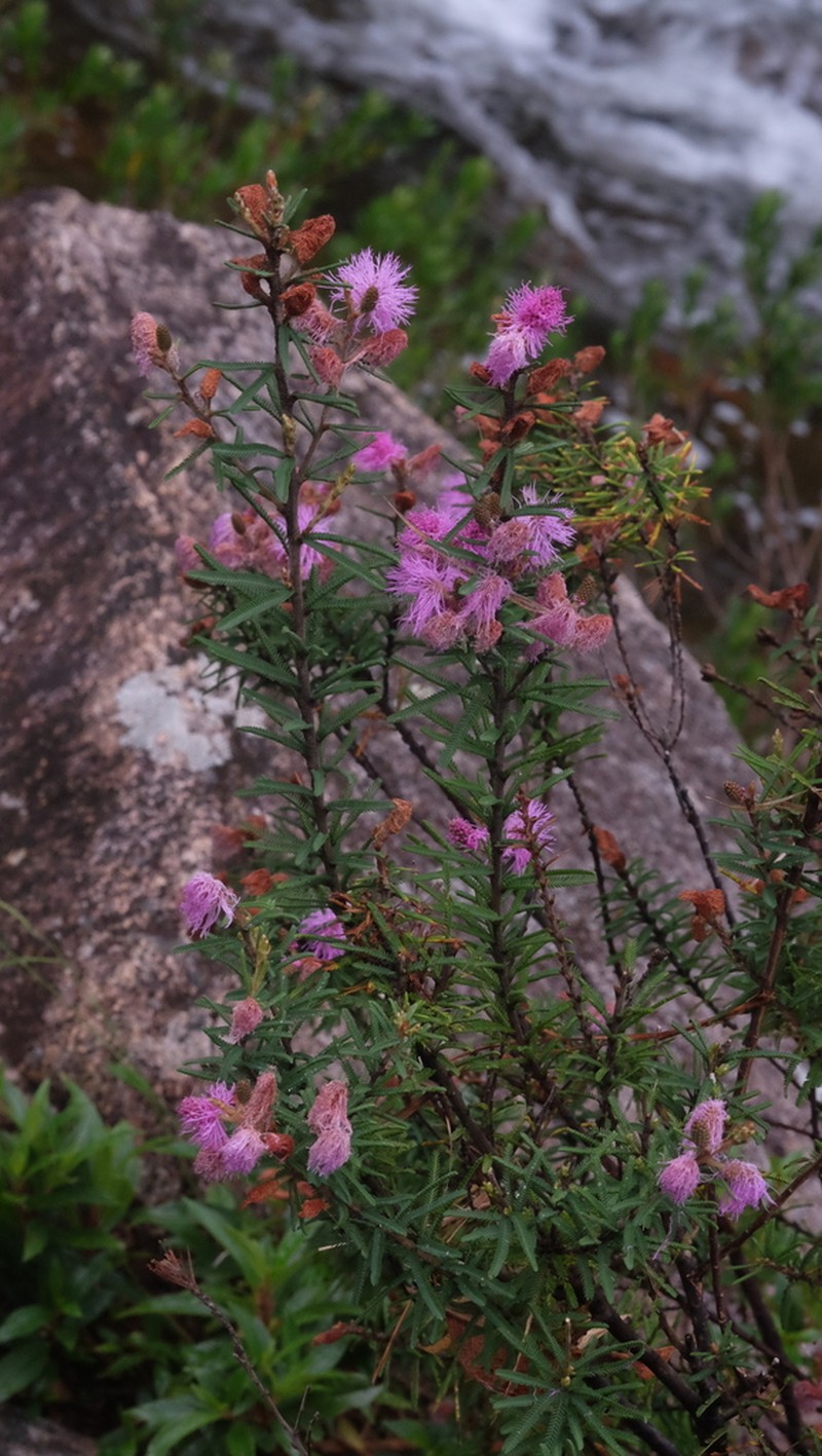 Mimosa coniflora photo 2